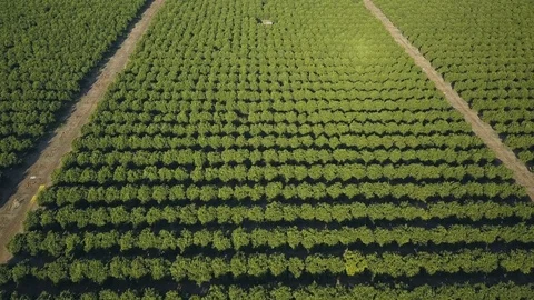 Looking down on young citrus trees view from above low flight Stock Footage 81201848