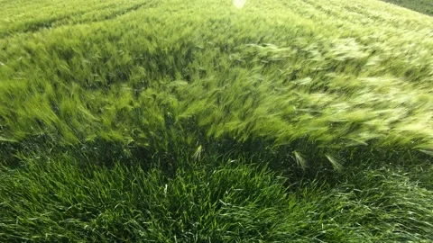 Looking down young green wheat sway in light breeze on huge farming field Stock Footage 131300209