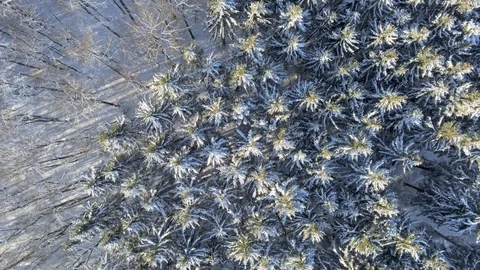 Looking downwards flying over the border between needle and leaf trees of sno Stock Footage 103263571