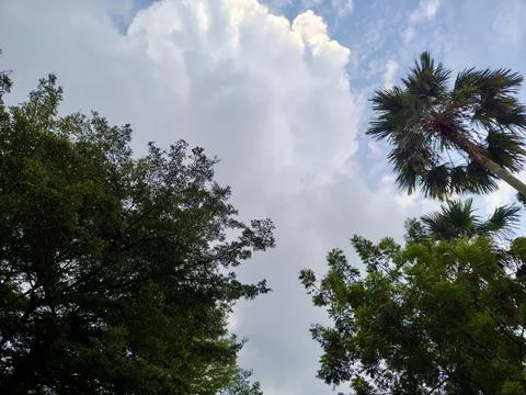 Looking up at dramatic clouds and lush green trees Stock Photos