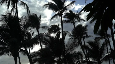 Looking at Dusk Clouds Through Palm Trees, Maui, Hawaii Stock Footage 86142146