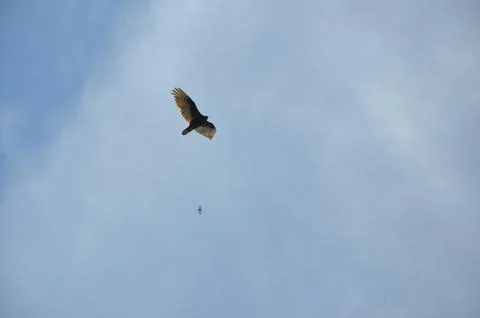 Looking up at an eagle flying Stock Photos