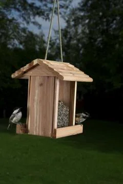 Looking to eat Stock-Fotos