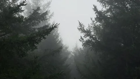 Looking up to eery forest in pacific northwest Stock Footage 329449428