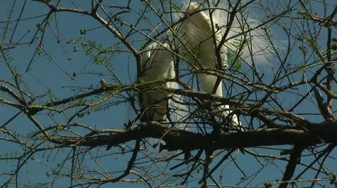 Looking up at egret pair building a nest in the spring Video stock 11115150