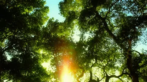 Looking up Enchanted Forest Lens flare Stock Footage 22409771