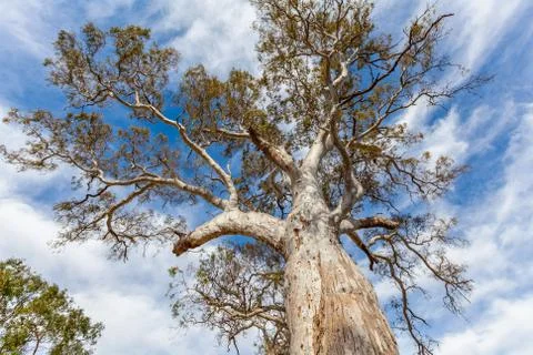 Looking up at eucalyptus tree canopy shedding bark Stock Photos