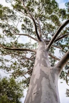 Looking up at eucalyptus tree canopy - vertical image Stock Photos