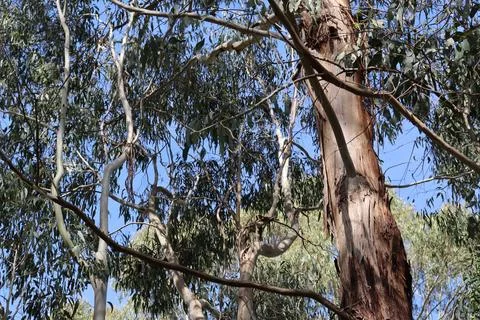 Looking up at eucalyptus trees against blue sky Foto stock