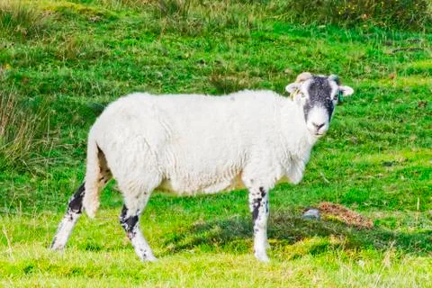 Looking at ewe Stock Photos