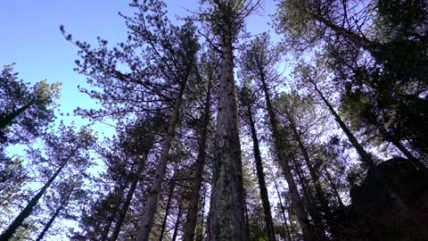 Looking up from exposed tree roots over  trunk and crown Stock Footage 264099324