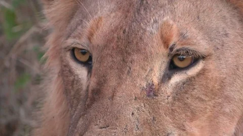 Looking into the eyes of a deadly predator Stock Footage 83844897