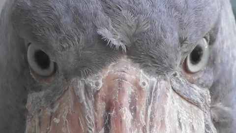 Looking into the eyes of a shoebill Stock Footage 123149012