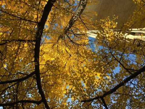 Looking up at fall / autumn tree foliage in the city Stock Photos