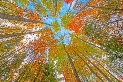 Looking up into the Fall Canopy 스톡 사진