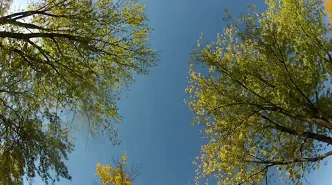 Looking up at Fall Treetops Moving By Stock Footage 12210980