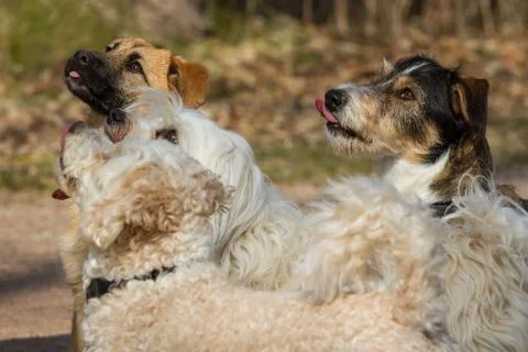 Looking for feed Stock-Fotos