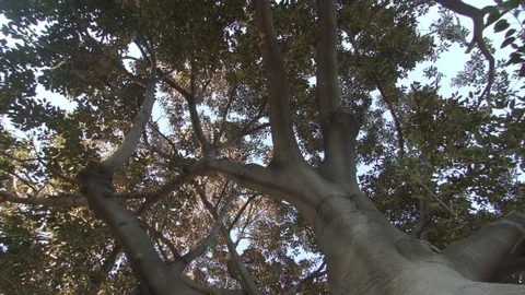 Looking up at Ficus tree Stockbeeldmateriaal 83537776