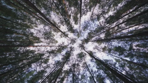 Looking up from the floor of the sprawling pine forest as if going to the sky. Stock Footage 186922870