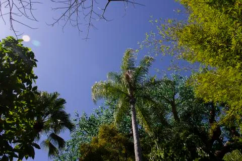 Looking up at florida palm trees Stock Photos