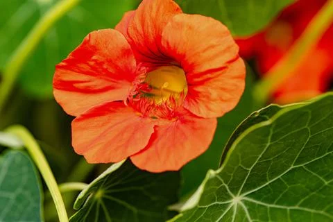 Looking into the flower dared Stock Photos