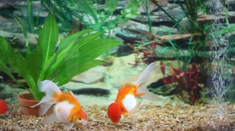 Looking for Food Video stock 10685501