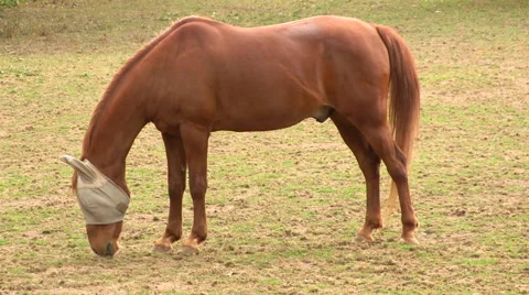 Looking for food Stock Footage 49093910