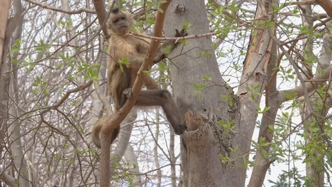 Looking for food Stock Footage 116512690