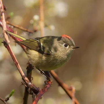 Looking for food - Ruby-crowned Kinglet (Corthylio calendula) Stock Photos