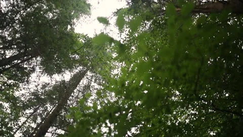 Looking up Stock-Footage 152854674