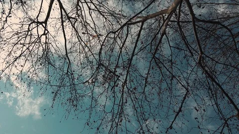Looking up in fores in summer vibes 4k Stock Footage 124944535