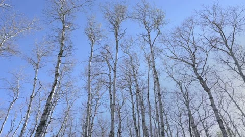 Looking up at a forest of aspen trees that are moving in a strong wind Stock Footage 172158248
