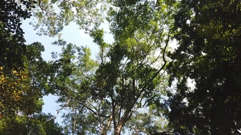Looking up in forest with  Blue Sky  at sunny day Stock Footage 122565996