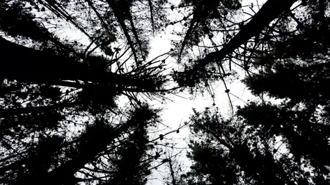 Looking up in the Forest, Bottle Lake Forest, New Zealand Stock Footage 146191849