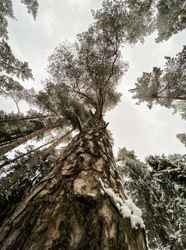 Looking up in the Forest - brown Tree branches nature abstract. Stock Photos