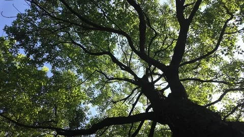 Looking Up at Forest Canopy – 4K UHD Nature Video Stock Footage 315848182