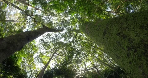 Looking up at forest canopy along moss covered trees at plant photosynthesis Stock Footage 164273430