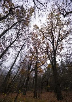 Looking Up Forest Canopy in Autumn Foto stock