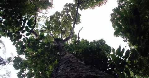 Looking up at the Forest Canopy in Borneo Jungle Stock Footage 131142499