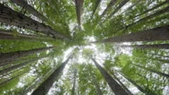 Looking Up Into Forest Canopy, Camera Rotating Stock Footage