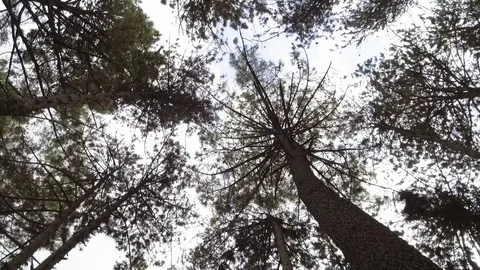 Looking up into forest canopy, camera rotating Stock Footage 84841952
