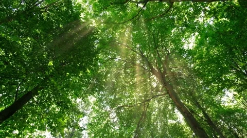 Looking up into forest canopy camera rotating Stock Footage 135404187