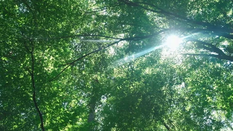 Looking up into forest canopy, camera rotating Stock Footage 157660298