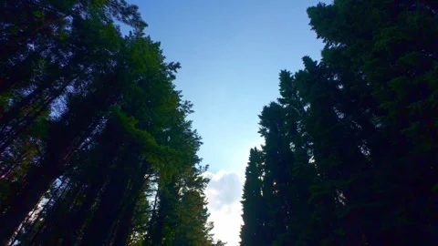 Looking up at forest canopy with clear blue sky in Ireland Stock Footage 340434436