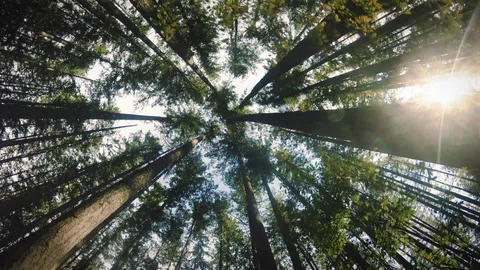 Looking Up at Forest Canopy of Evergreen Trees with Majestic Sun Rays Stock Footage