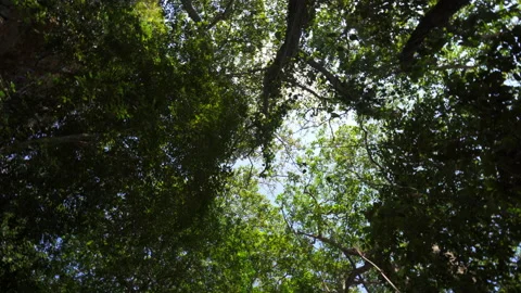 Looking up at the forest canopy Stock Footage 137961184