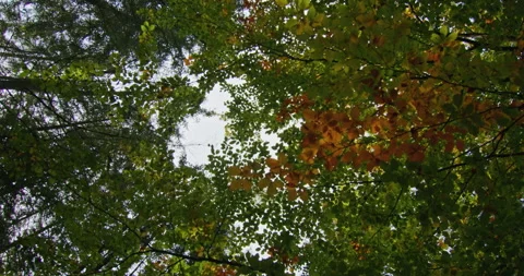 Looking up at the forest canopy with a mix of coniferous and deciduous tree Stock Footage 265004736