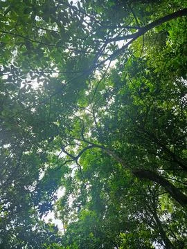 Looking Up at the Forest Canopy Stock Photos