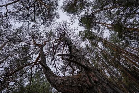 Looking up at the forest canopy of pine tree tops Stock Photos