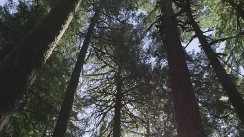 Looking up forest canopy silhouette, blue sky through treetops, Static shot Video stock 332239356